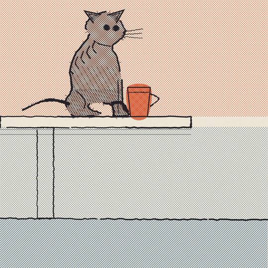 一只猫的一天